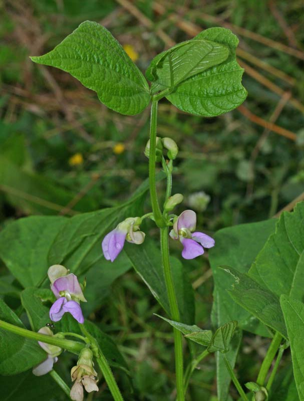 Grappe pauciflore de haricot vert<br>Phaseolus vulgaris