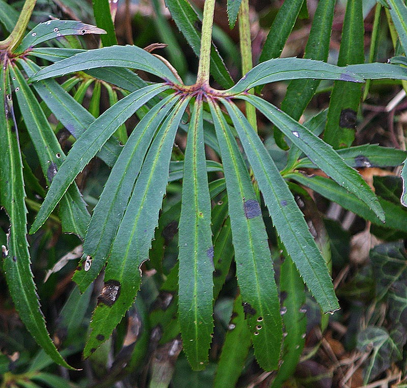 Hellébore fétide (Helleborus foetidus L.) (Renonculacées) Feuille