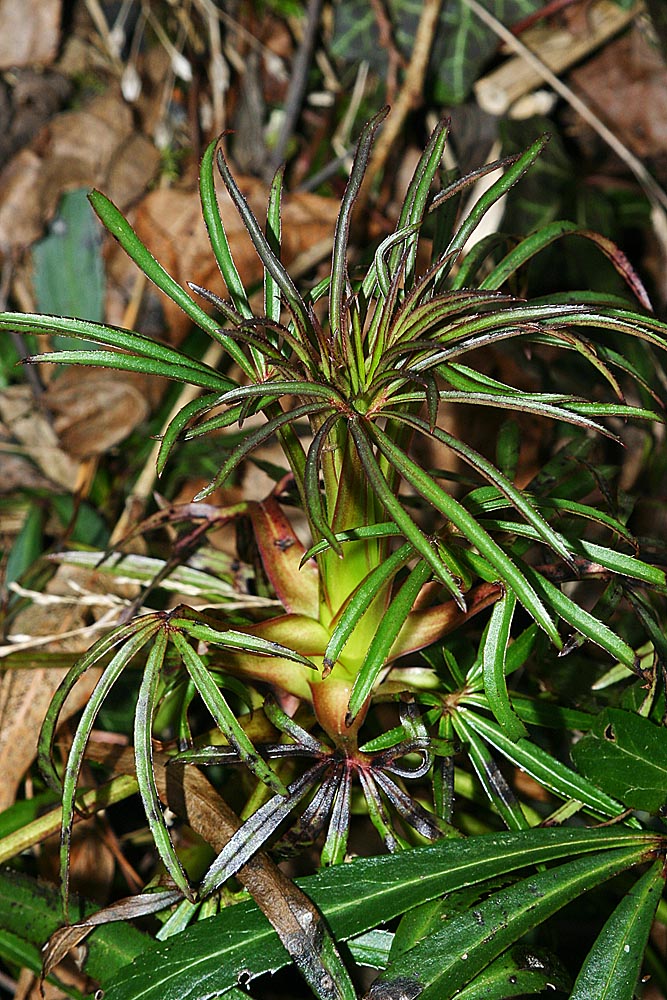 Hellébore fétide (Helleborus foetidus L.) (Renonculacées) Jeune pousse