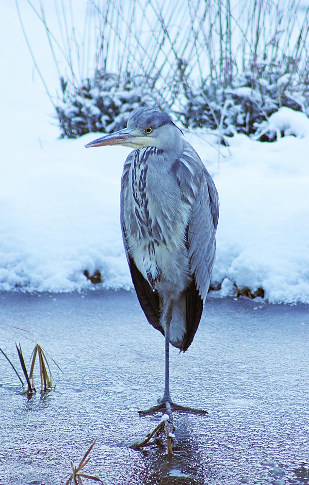 Héron cendré (Ardea cinerea) au repos sur une patte