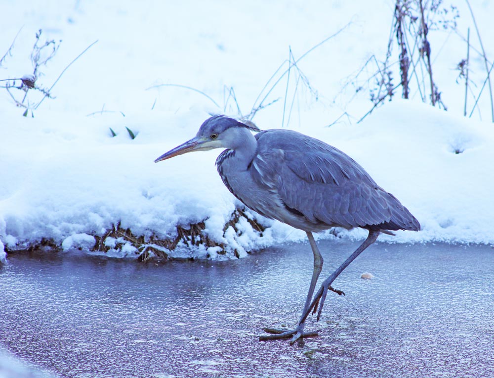 Héron cendré (Ardea cinerea) sur la glace