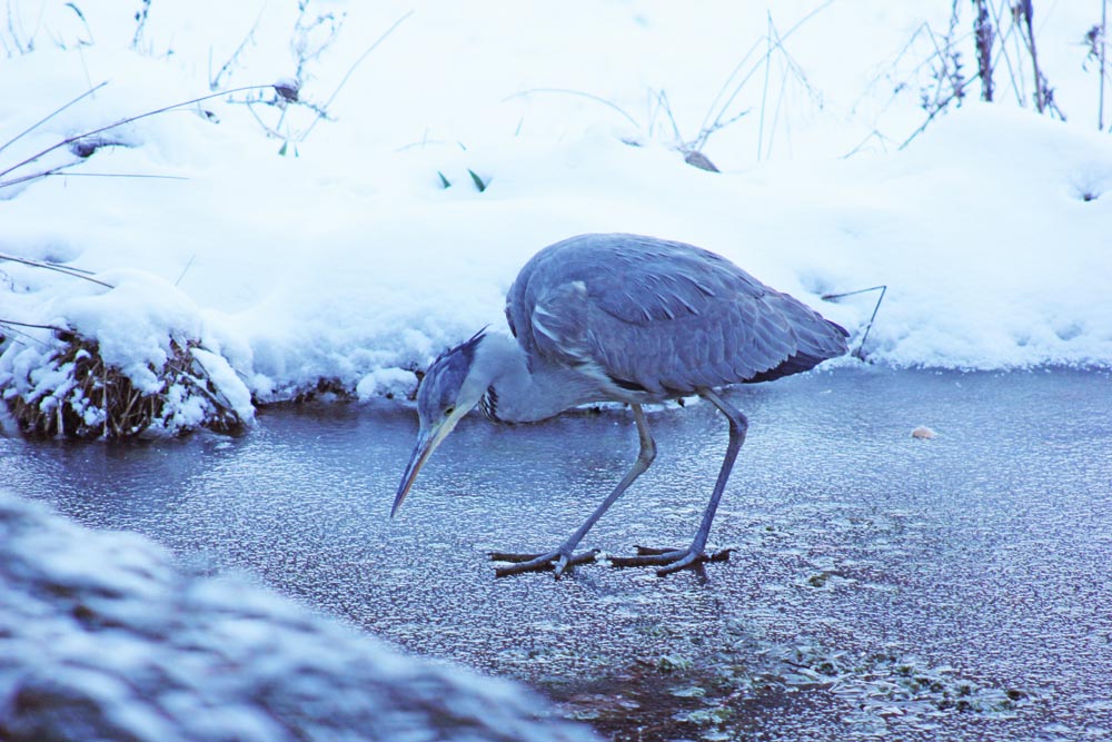 Héron cendré (Ardea cinerea) qui regarde les poissons à travers la glace