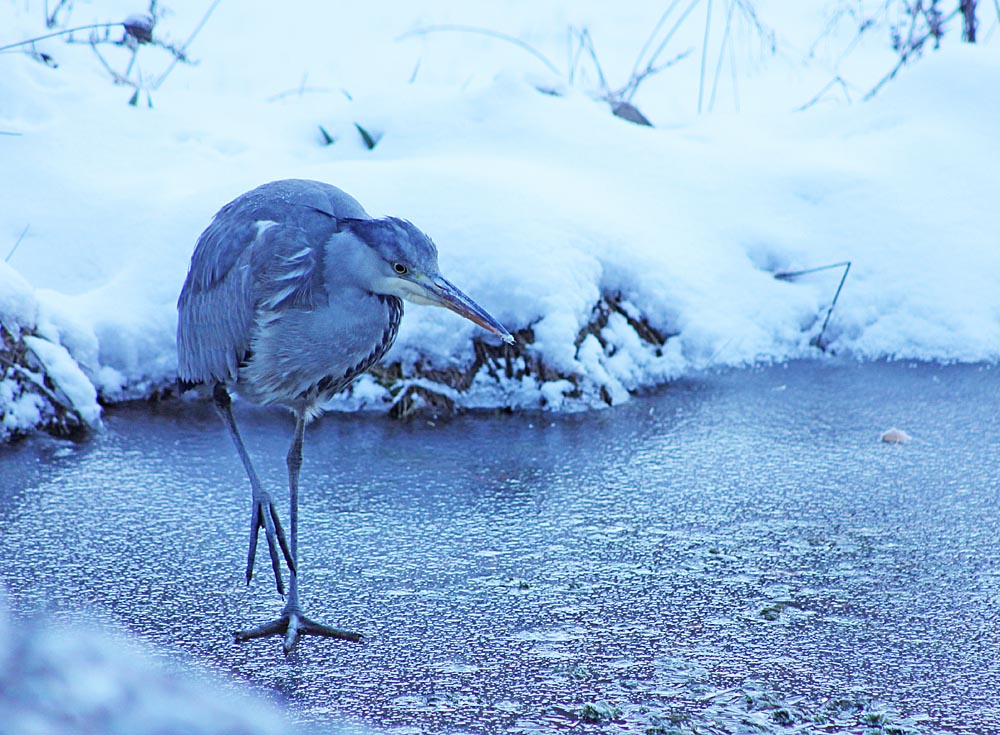 Héron cendré (Ardea cinerea) qui marche sur la glace