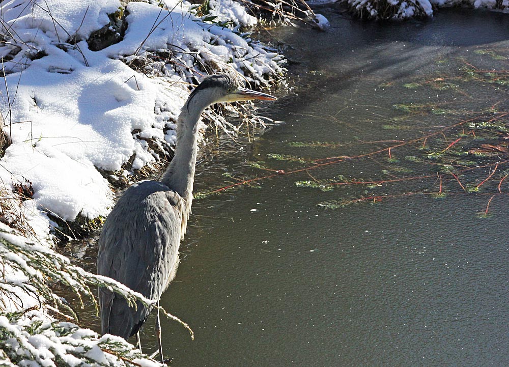 Héron cendré (Ardea cinerea) à l'affut au bord de l'eau