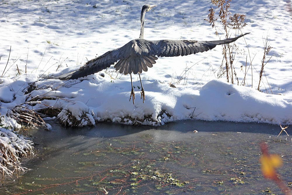 Héron cendré (Ardea cinerea) au décollage, grande envergure