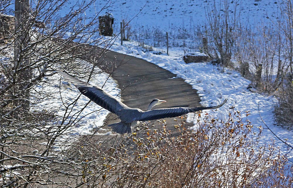 Héron cendré (Ardea cinerea) au vol, vu de dessus