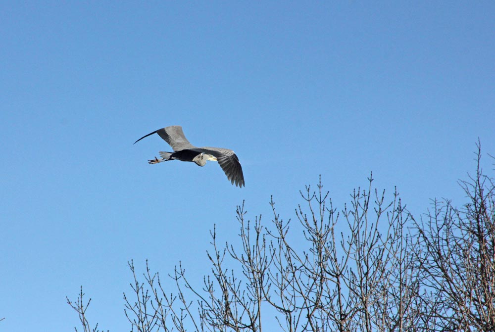 Héron cendré (Ardea cinerea) au vol de loin