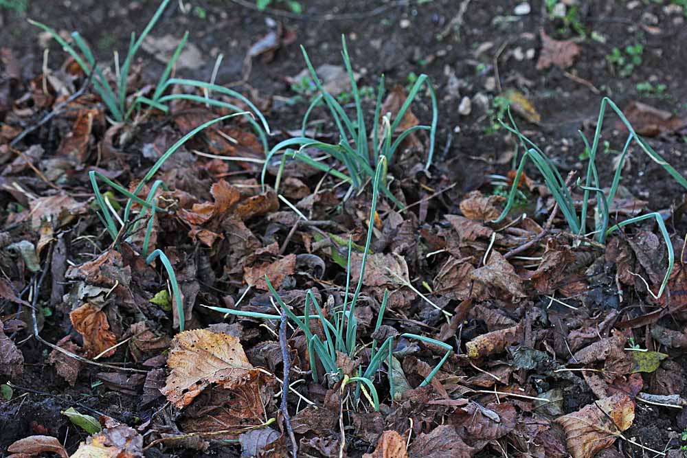 Sol du potager recouvert de feuilles mortes pour maintenir l'activité biologique et réaliser un apport d'éléments nutritifs