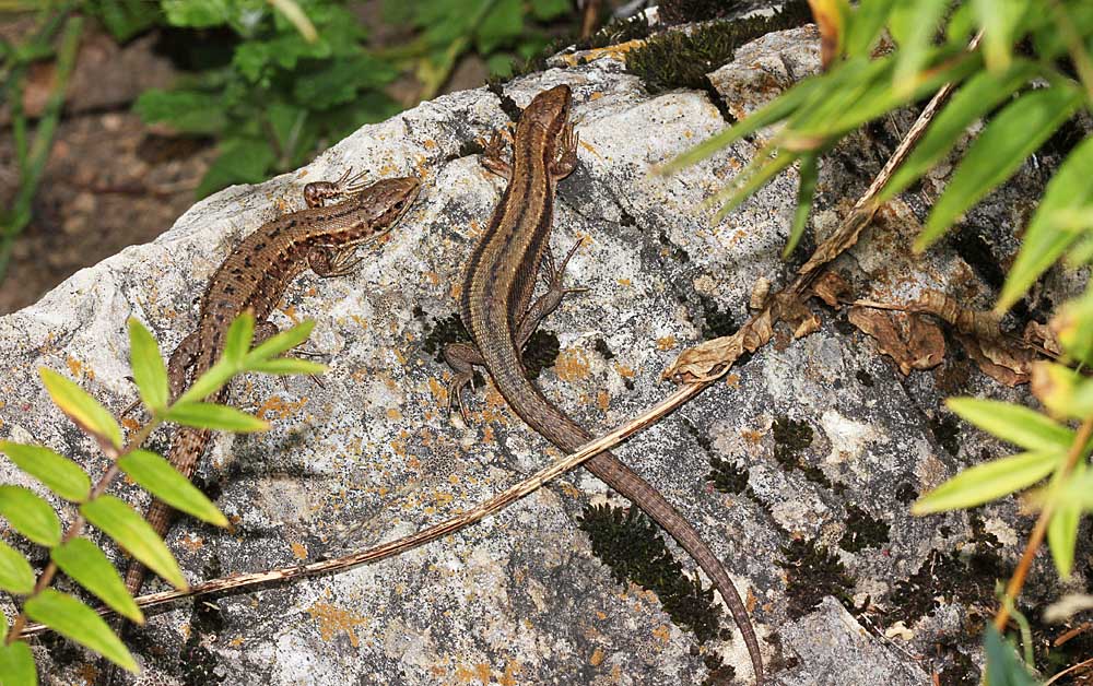 Le lézard des murailles (Reptile / Squamates / Lacertidés / Podarcis muralis)<br>Un mâle et une femelle