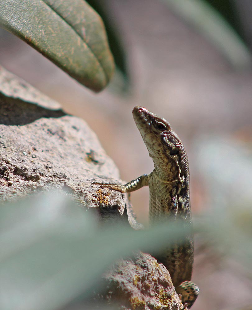 Le lézard des murailles (Reptile / Squamates / Lacertidés / Podarcis muralis)<br>Vue de dessous