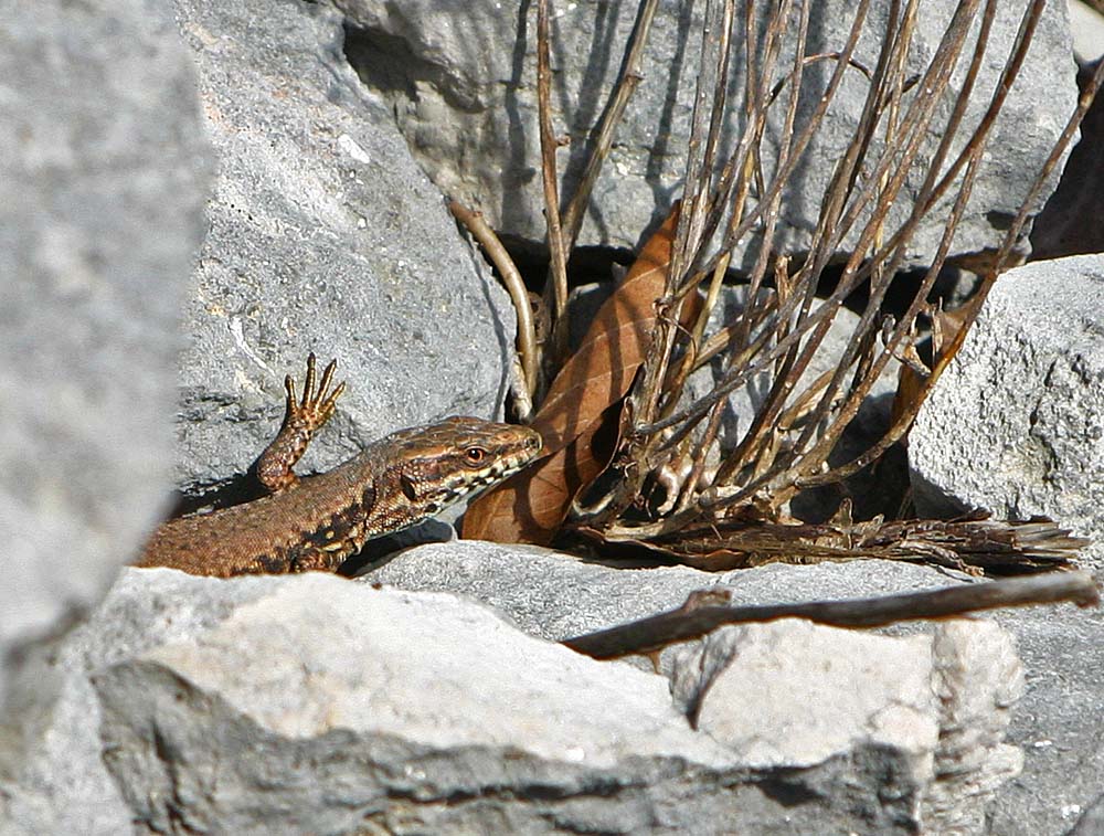 Le lézard des murailles (Reptile / Squamates / Lacertidés / Podarcis muralis)<br>gros plan de l’œil