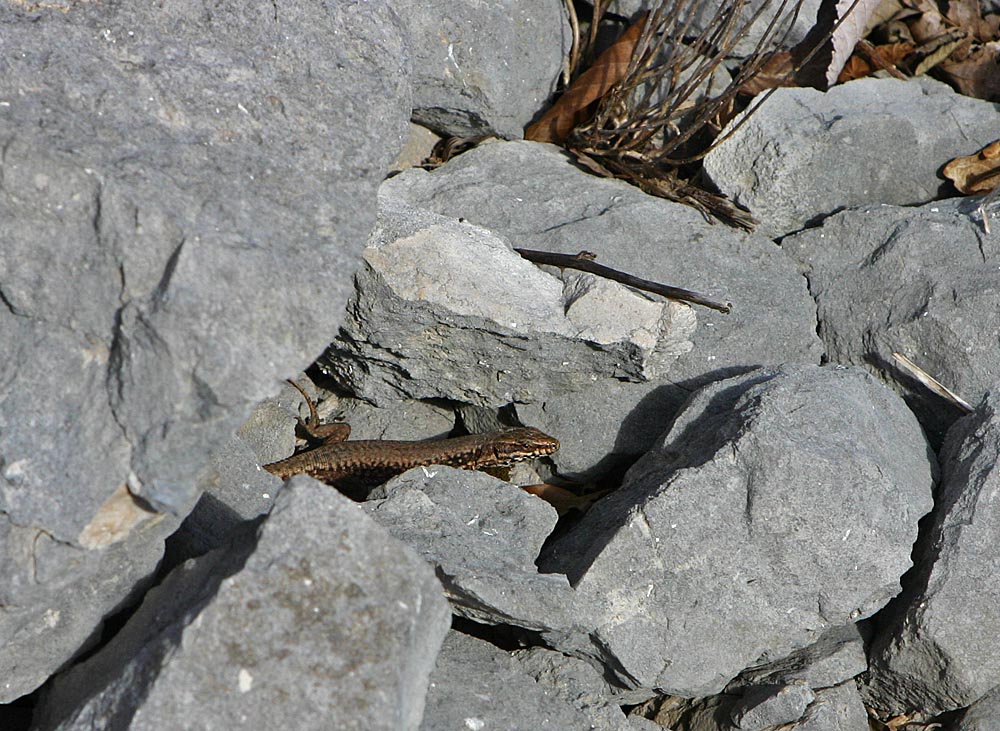 Le lézard des murailles (Reptile / Squamates / Lacertidés / Podarcis muralis)<br>dans les rochers