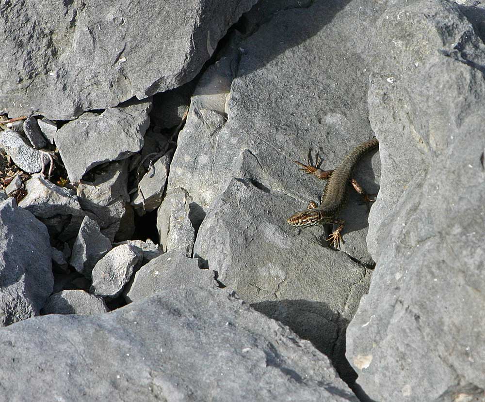 Le lézard des murailles (Reptile / Squamates / Lacertidés / Podarcis muralis)<br>vue de dessus