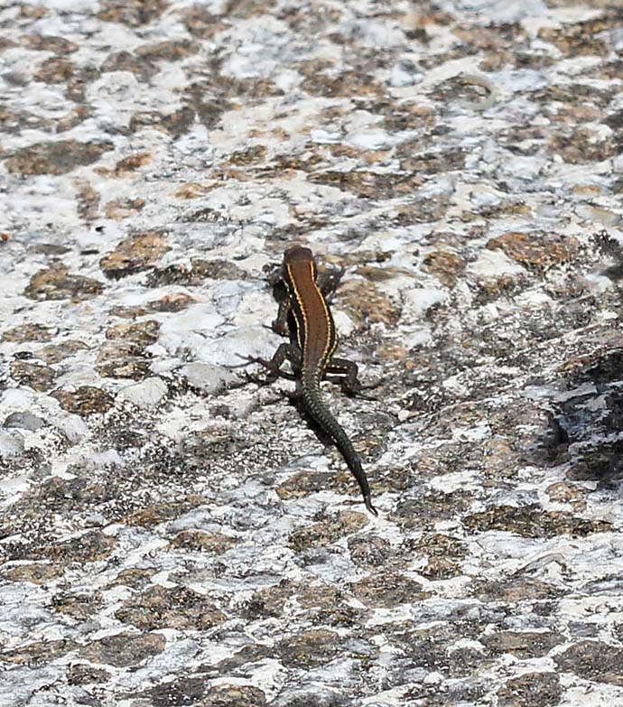 Le lézard des murailles (Reptile / Squamates / Lacertidés / Podarcis muralis)<br>en pleine course