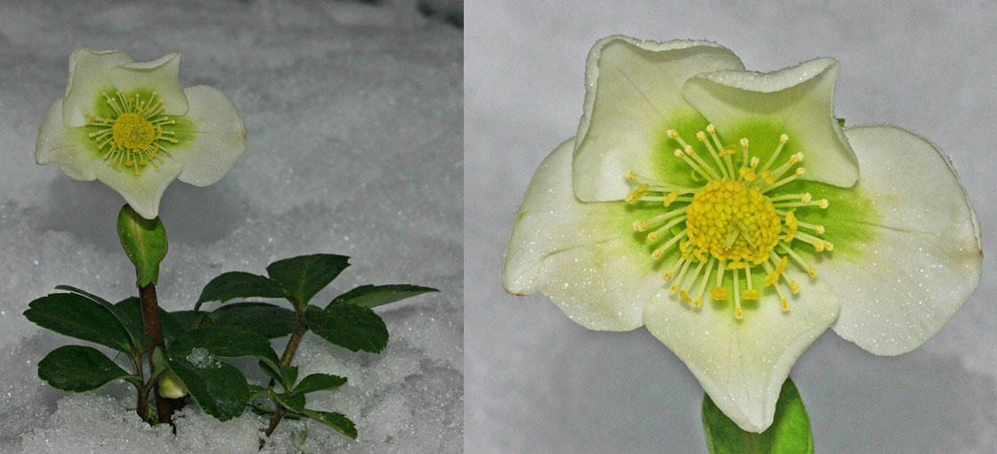 La rose de Noël (Helleborus niger)