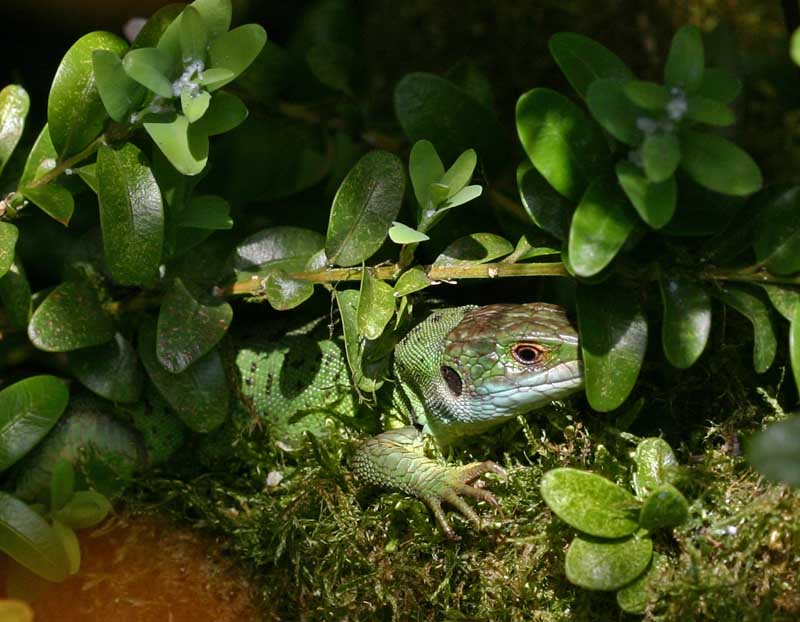 Lézard vert (lacerta viridis Laurenti)