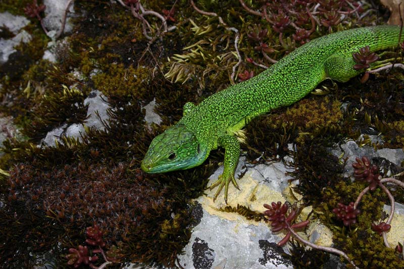 Lézard vert (lacerta viridis Laurenti)