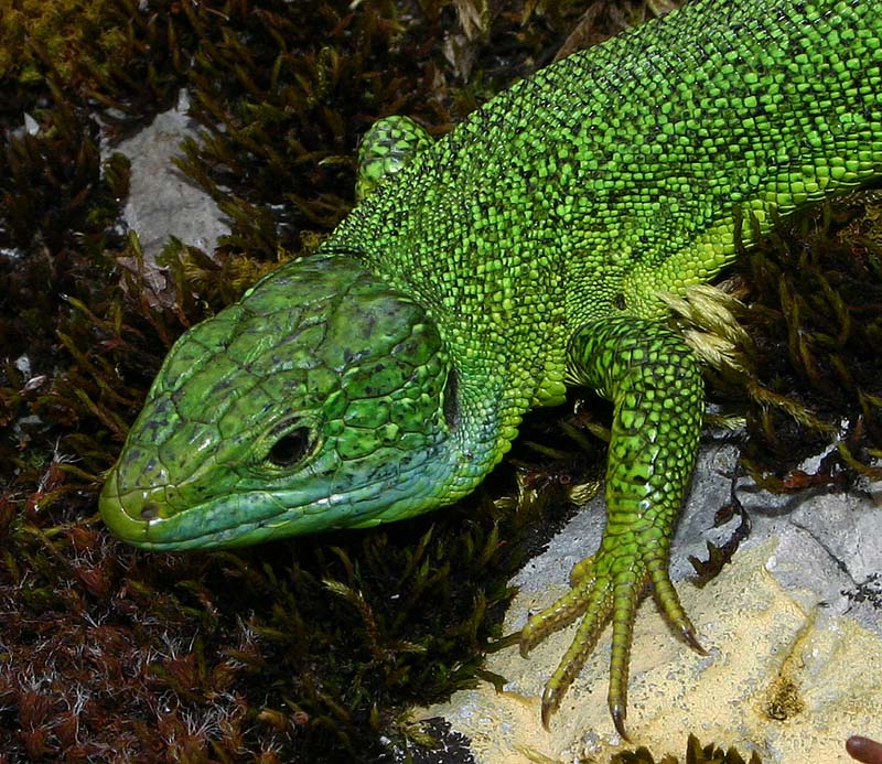 Lézard vert (lacerta viridis Laurenti)