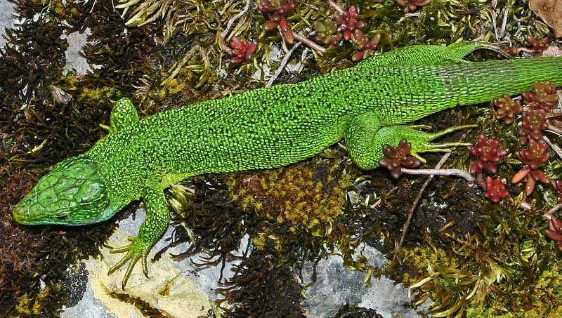 Lézard vert (lacerta viridis Laurenti)