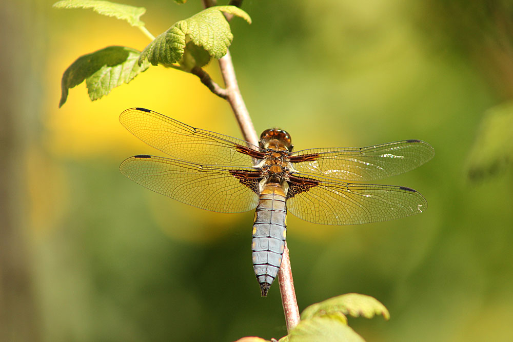 Mâle de libellule déprimée (Libellula depressa)