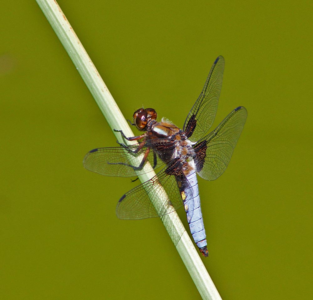 Mâle de libellule déprimée, remarquez les zones jaunes au bord de l'abdomen  (Libellula depressa)