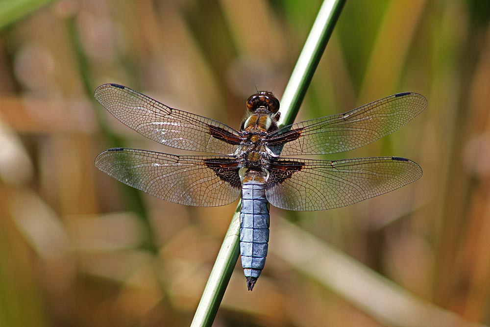 Mâle de libellule déprimée (Libellula depressa), détail des ailes