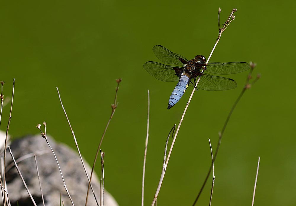 Mâle de libellule déprimée (Libellula depressa) à l'affut