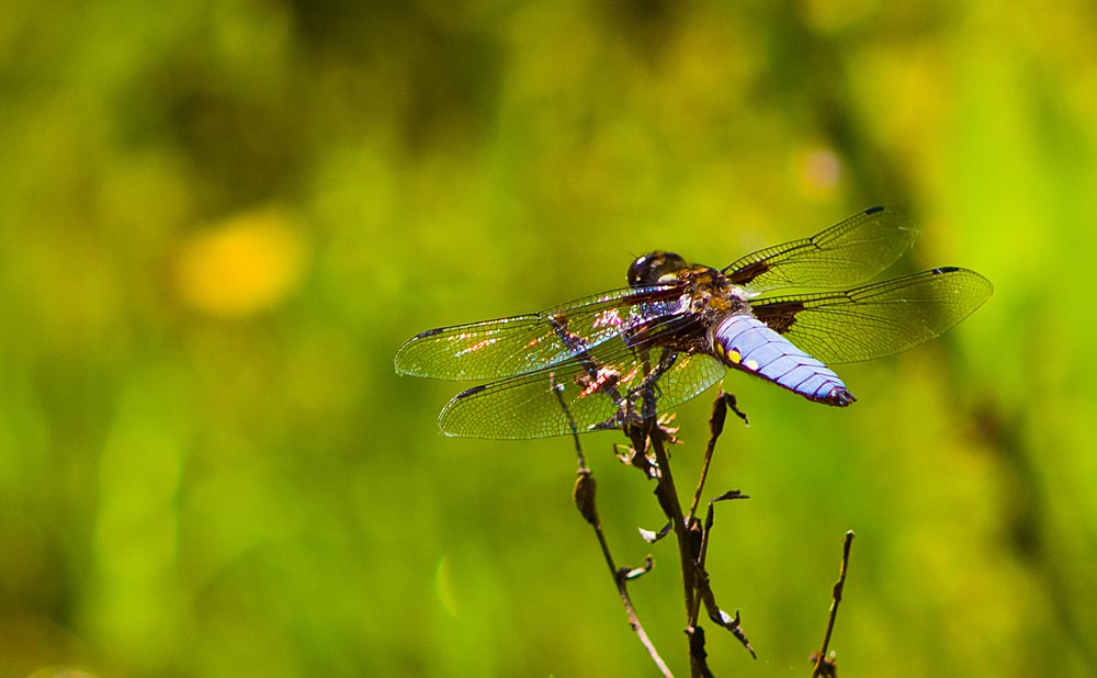 Mâle de libellule déprimée (Libellula depressa), vue arrière