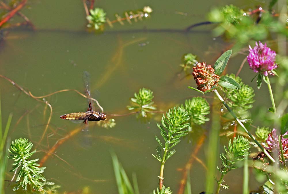 Femelle de libellule déprimée (Libellula depressa) en vol