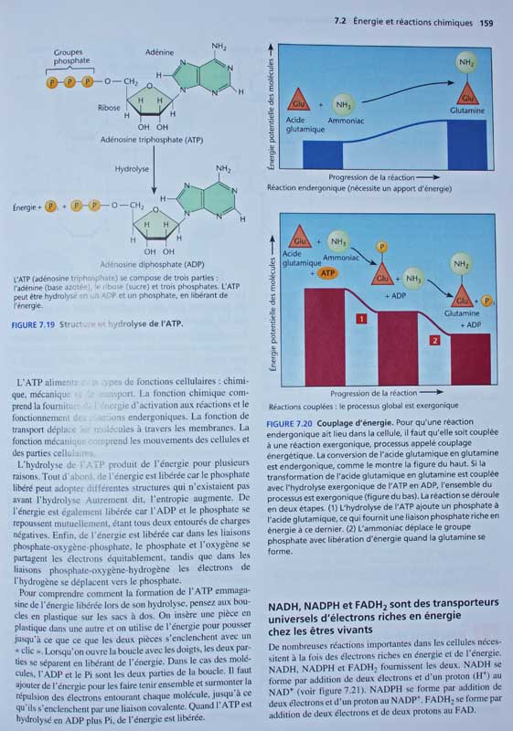 Livre de Biologie végétale de Murray Nabors<br>Page sur l'hydrolyse de l'ATP