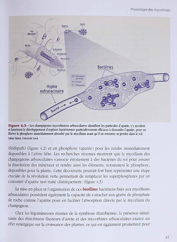 Les champignons mycorhiziens arbusculaires