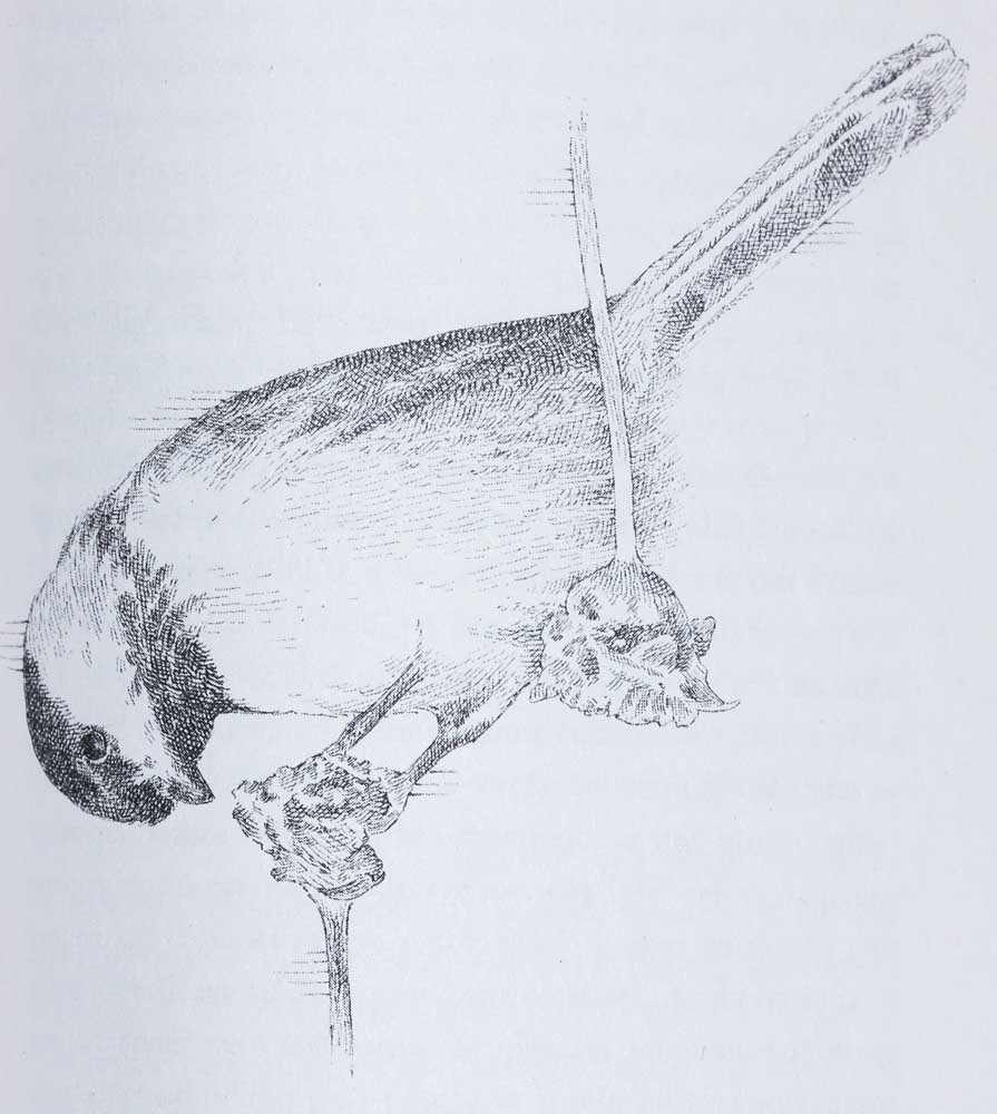 Exemple de gravure du livre Le génie des oiseaux<br>de Jennifer Ackerman