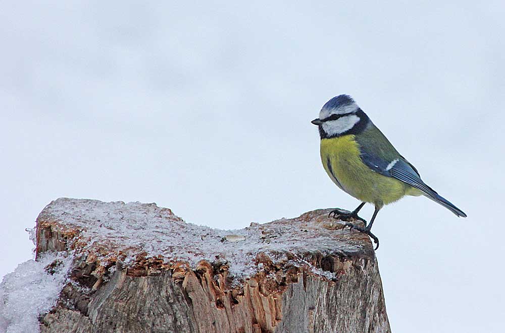 La mésange bleue (Oiseaux / Passériformes / Paridés / Cyanistes caeruleus) vue des griffes