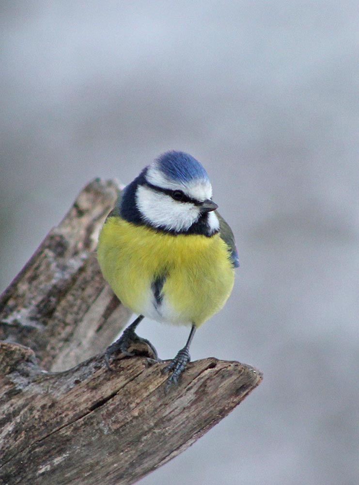 La mésange bleue (Oiseaux / Passériformes / Paridés / Cyanistes caeruleus) vue de face