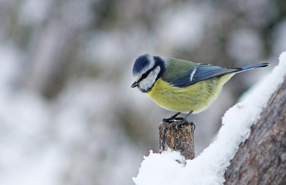 La mésange bleue (Oiseaux / Passériformes / Paridés / Cyanistes caeruleus) en hiver