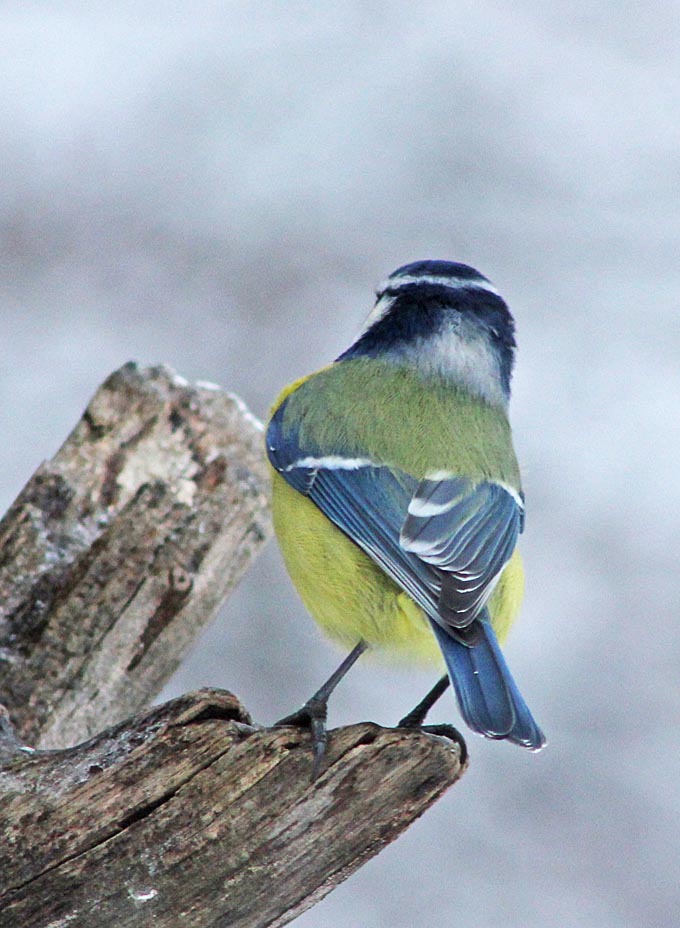 La mésange bleue (Oiseaux / Passériformes / Paridés / Cyanistes caeruleus) vue de dos