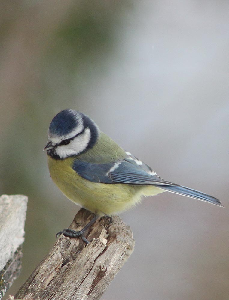 La mésange bleue (Oiseaux / Passériformes / Paridés / Cyanistes caeruleus) vue de côté