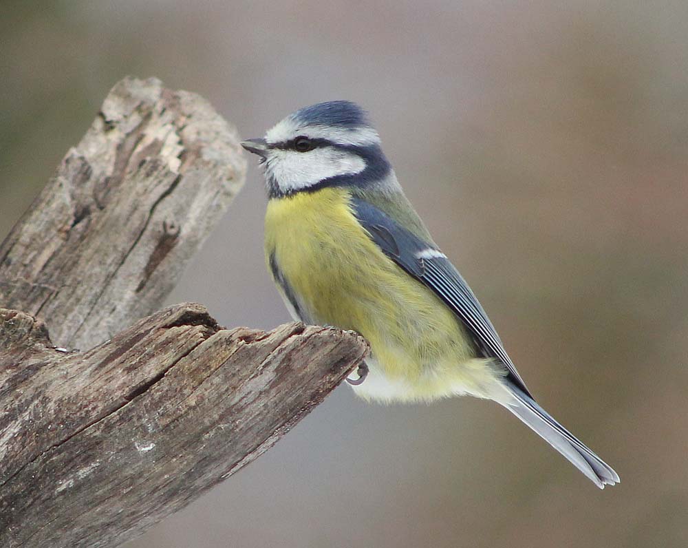 La mésange bleue (Oiseaux / Passériformes / Paridés / Cyanistes caeruleus) prend la pose