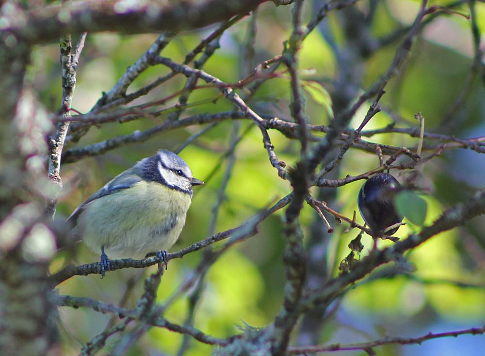 La mésange bleue (Oiseaux / Passériformes / Paridés / Cyanistes caeruleus) qui observe une prune