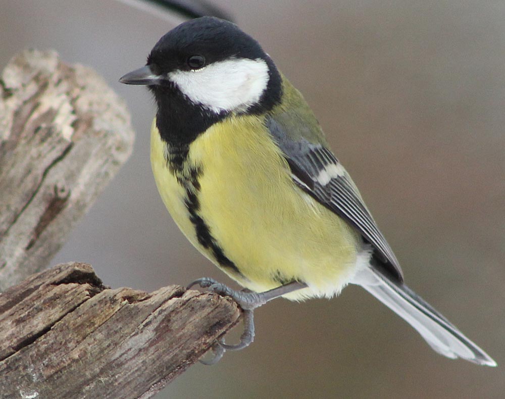 La mésange charbonnière (Oiseaux / Passériformes / Paridés / Parus major) vue latérale