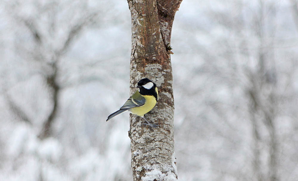 La mésange charbonnière (Oiseaux / Passériformes / Paridés / Parus major) sur un tronc d'arbre