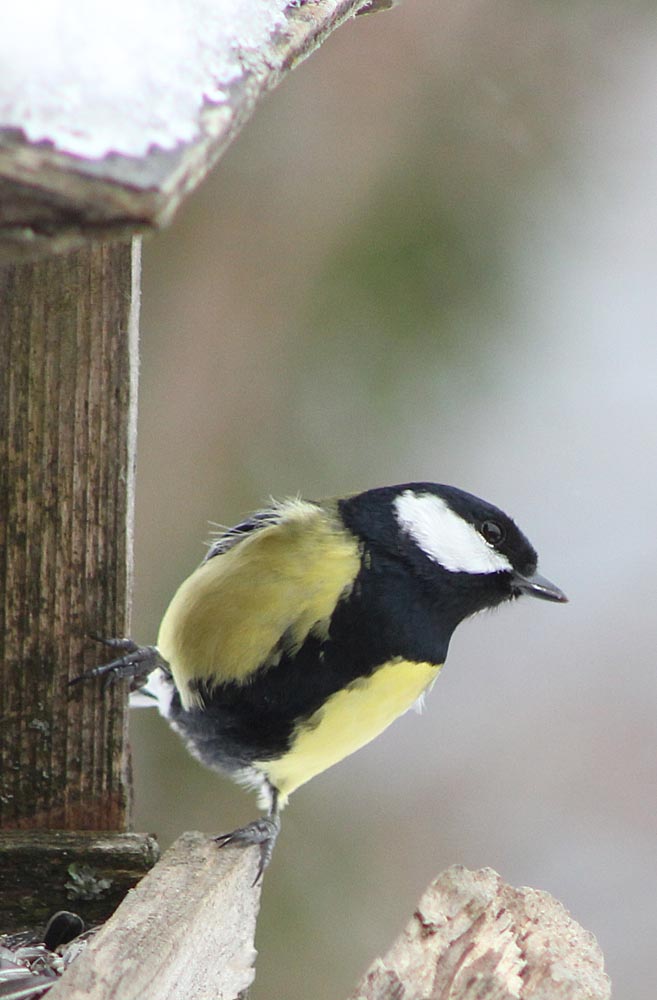 La mésange charbonnière (Oiseaux / Passériformes / Paridés / Parus major) mâle vue de face