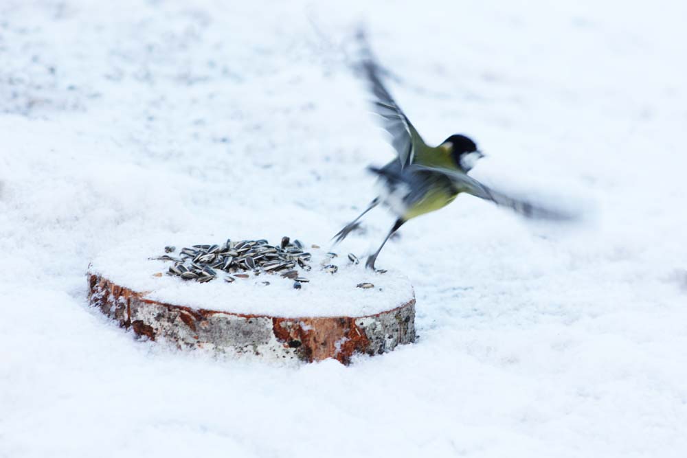 La mésange charbonnière (Oiseaux / Passériformes / Paridés / Parus major) au décollage