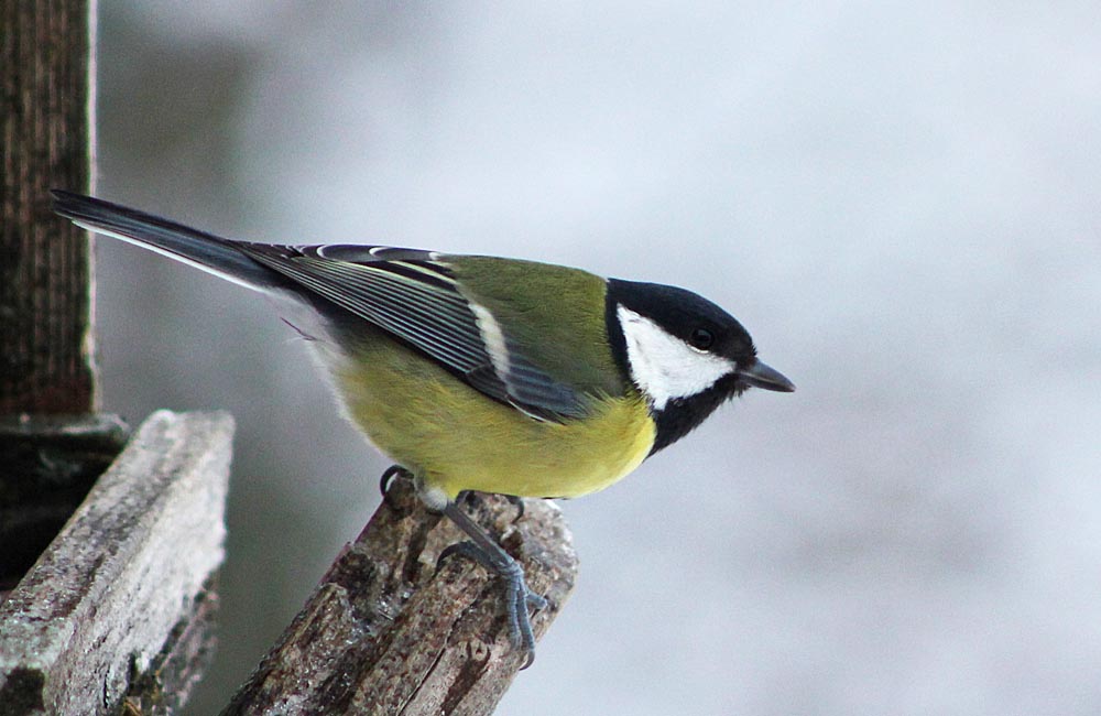 La mésange charbonnière (Oiseaux / Passériformes / Paridés / Parus major) vue des griffes