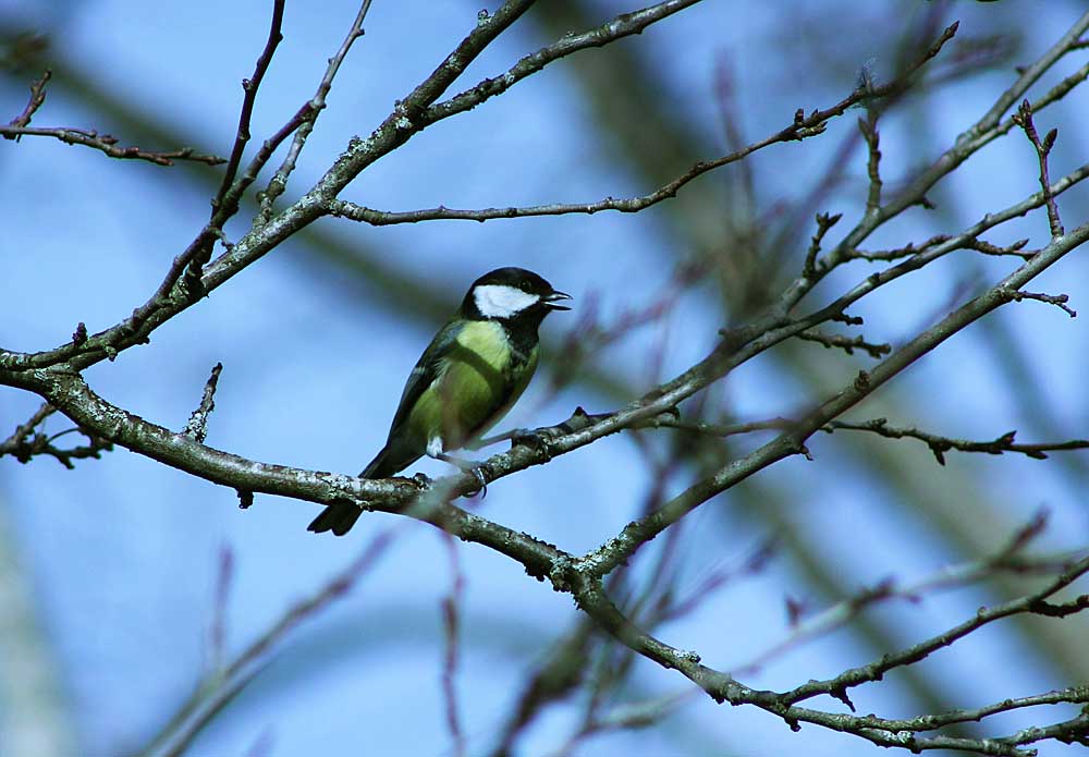 La mésange charbonnière (Oiseaux / Passériformes / Paridés / Parus major) en train de chanter dans un arbre