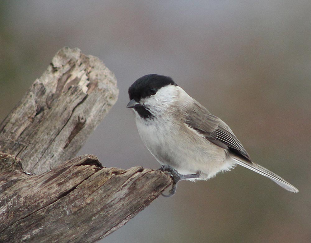 La mésange nonnette (Oiseaux / Passériformes / Paridés / Poecile palustris) vue latérale