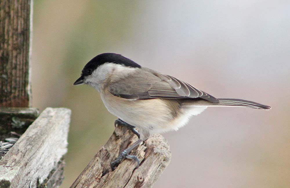 La mésange nonnette (Oiseaux / Passériformes / Paridés / Poecile palustris)