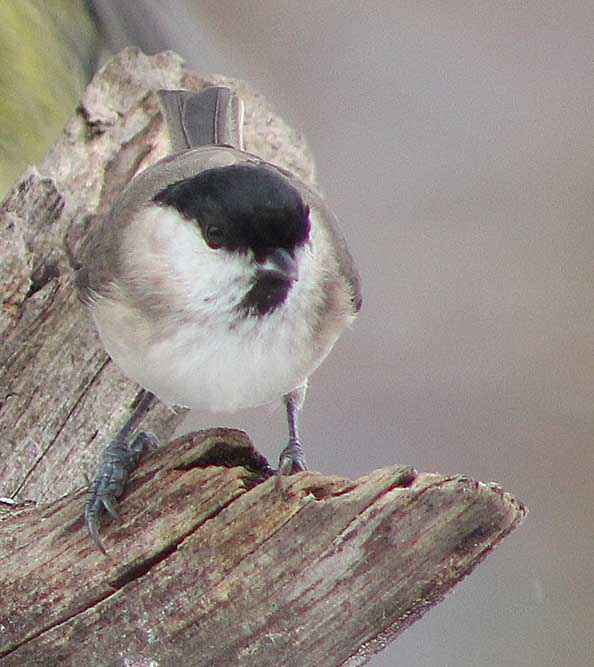 La mésange nonnette (Oiseaux / Passériformes / Paridés / Poecile palustris) vue de face