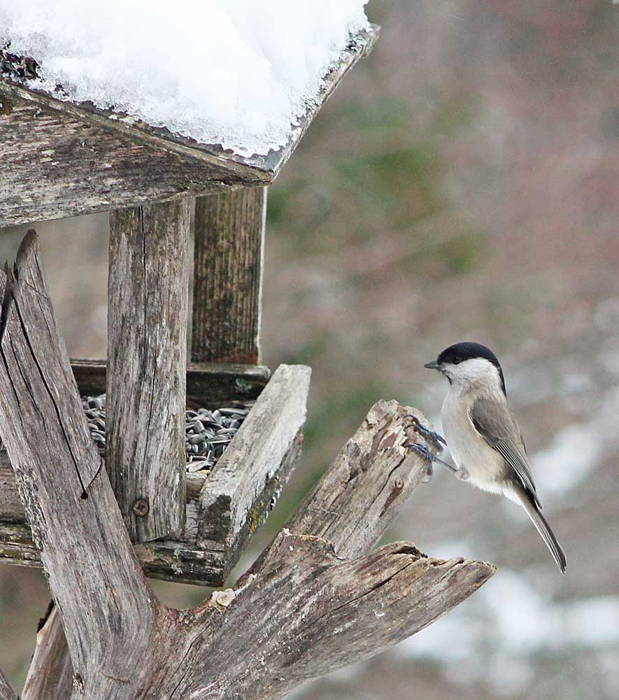 La mésange nonnette (Oiseaux / Passériformes / Paridés / Poecile palustris) à la mangeoire