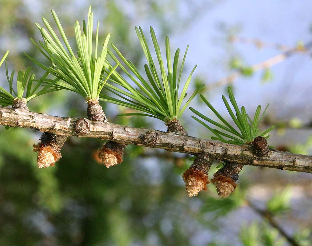 Le mélèze détail fleurs mâles (Larix decidua Mill)